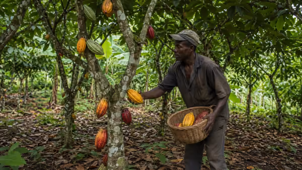 Imaj pou gid: Kakawo ann Ayiti — Soti nan Plantasyon rive nan Mache