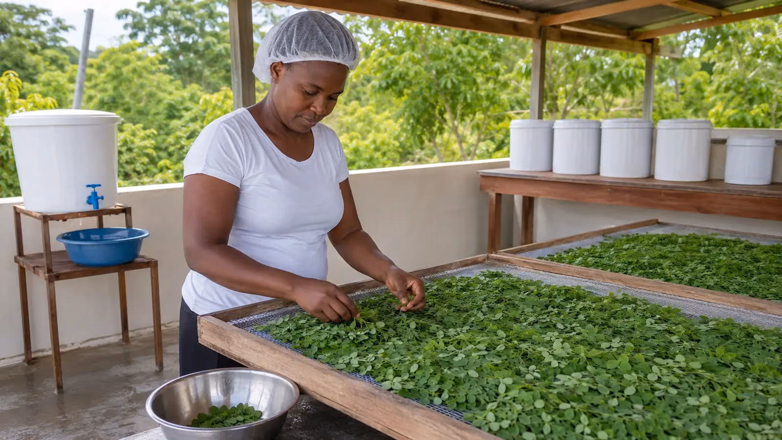 Poud Moringa — Kòman Pwodui ak Vann Li