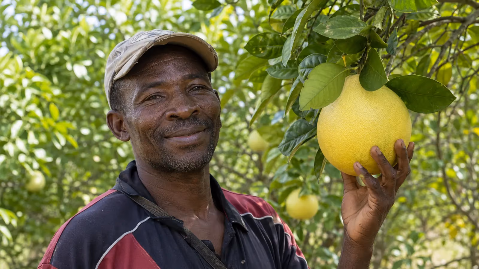 Chadèk — Citrus × paradisi / Citrus maxima